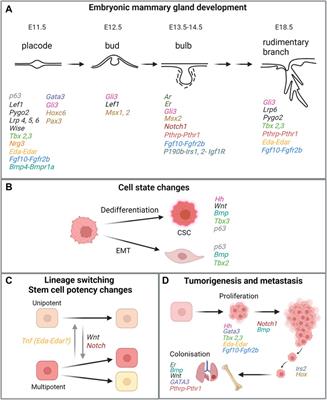 Embryonic Programs in Cancer and Metastasis—Insights From the Mammary Gland